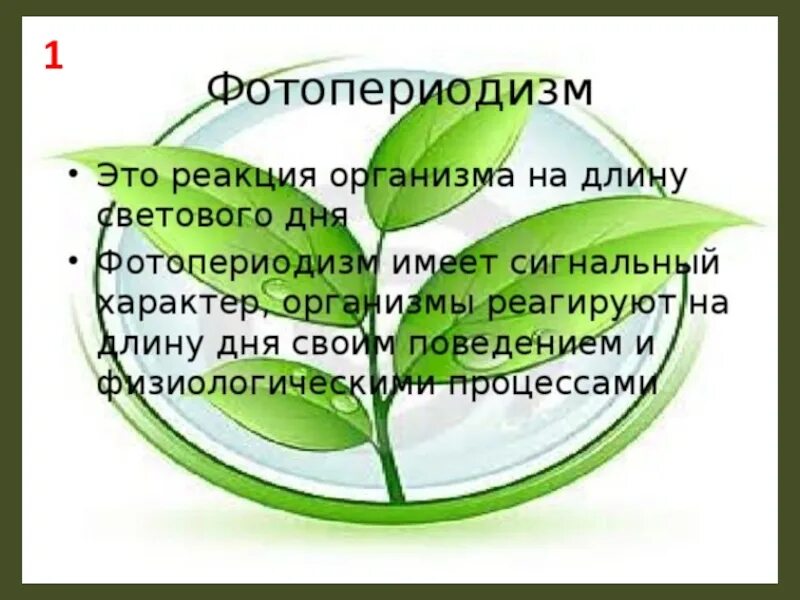 Реакция организмов на длину светового дня. Фотопериодизм. фотопериодизм – это реакция организмов на. фотопериодизм у растений. фотопериодизм это в биологии.