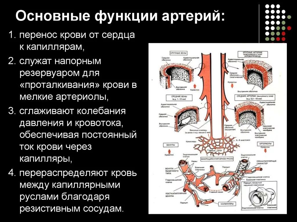 Функции разных видов кровеносных сосудов физиология. Артерии вены капилляры функции. Основные функции капилляров. Сосуды структура и функции. Вены характеризуются