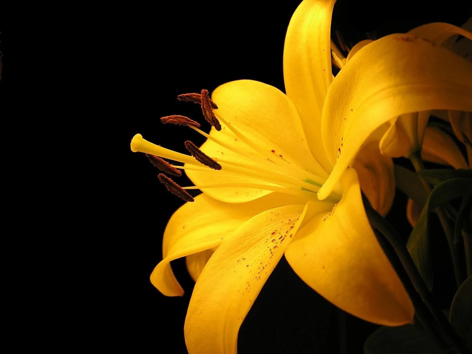 Я подарю тебе лилии желтые красные синие. Лилия Scipione желтая. Lilia cvetok желтая. Лилия Еллоу Блейз. Лилия Алтарус желтая.