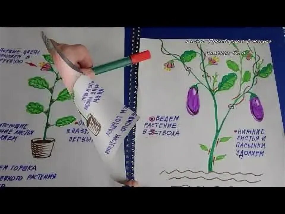 Как правильно формировать баклажаны