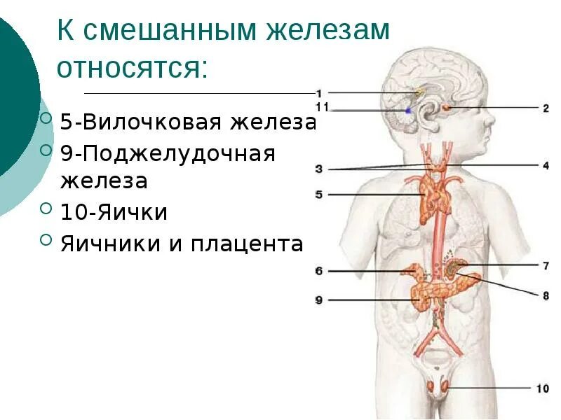 Тимус секреция. Вилочковая железа человека. тимус вилочковая железа. эндокринная система человека вилочковая железа. смешанные железы человека.