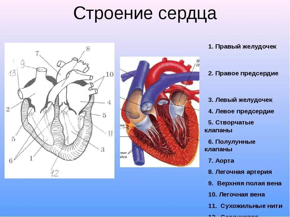 На рисунке изображено строение сердца. Строение сердца биология 8 кл. Строение сердца человека схема 8 класс. Строение сердца человека 8 класс биология. Биология рисунок "строение сердца человека".