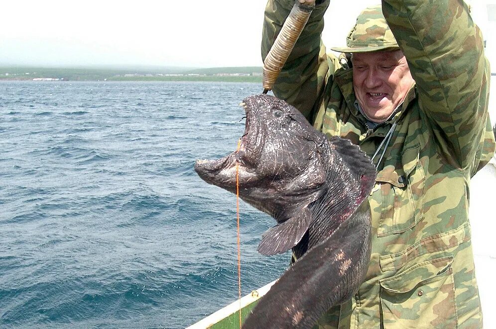 Морская собака Охотское море. Сахалинская рыба собака зубатка. Рыба зубатка Сахалинская Сахалинская.