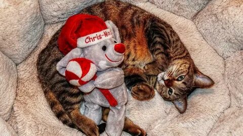 Картинки кот нова