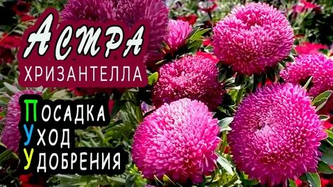 Когда сеять хризантеллу на рассаду