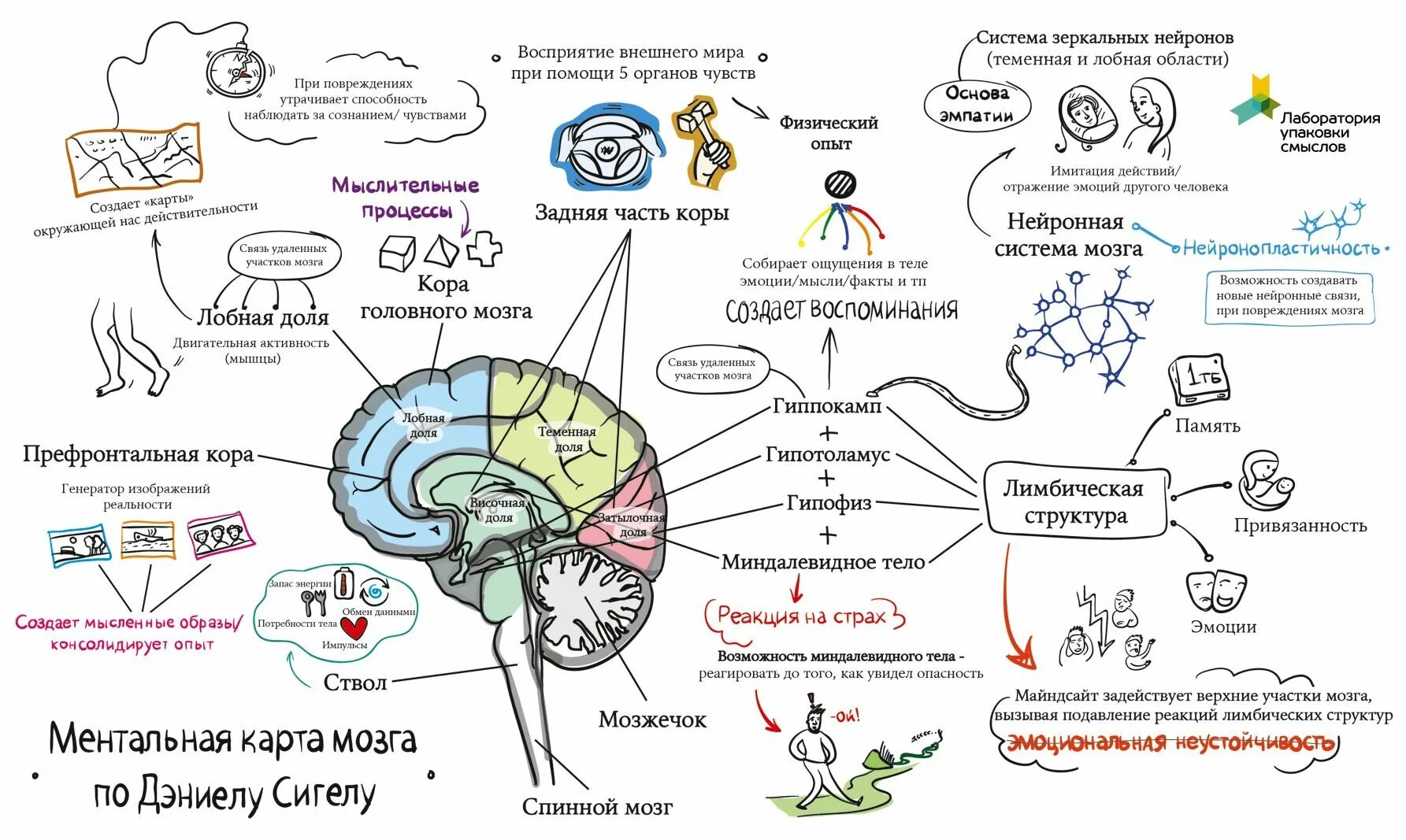 Физические ощущения это. Ментальная карта строение головного мозга. Интеллект карта спинной мозг. Интеллект карта нервная система. Интеллект карта системы органов человека.
