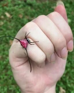 Паук в реальной жизни