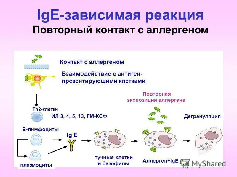 Специфические ige к аллергенам классы. Нормы специфического иммуноглобулина е. Аллерген 5 класса ige норма. Специфические ige к аллергенам классы. Специфические иммуноглобулины е к аллергенам.