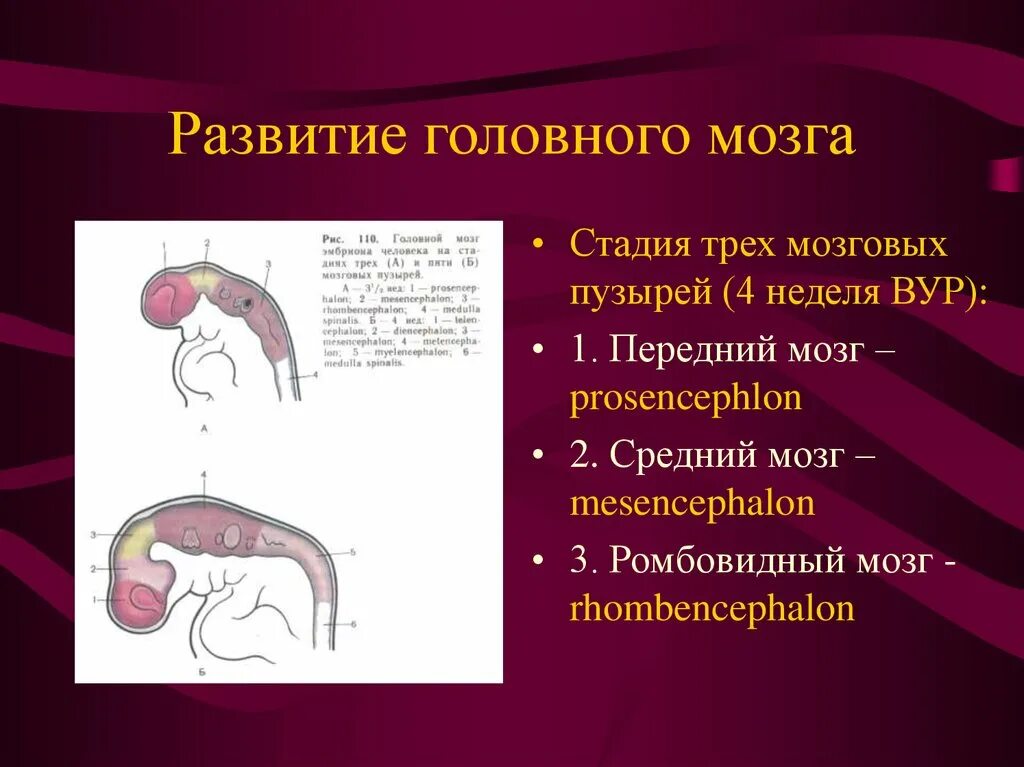 3 пузыря мозга. Развитие головного мозга. Стадия 5 мозговых пузырей. Стадия трек мозговых пузырей. Стадии развития головного мозга.