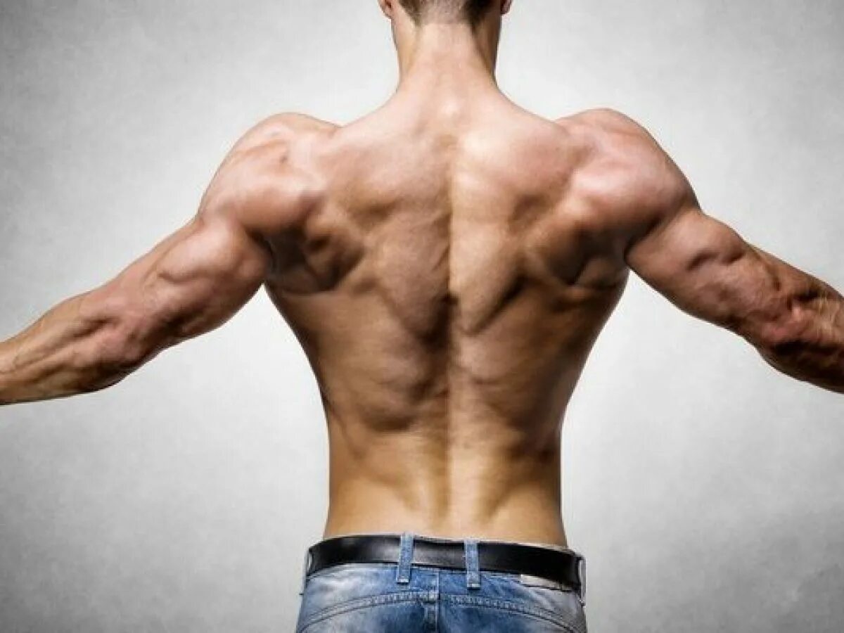 Мускулы спины. Мышцы спины. Рельеф спины. Мужская спина мышцы. Raised back