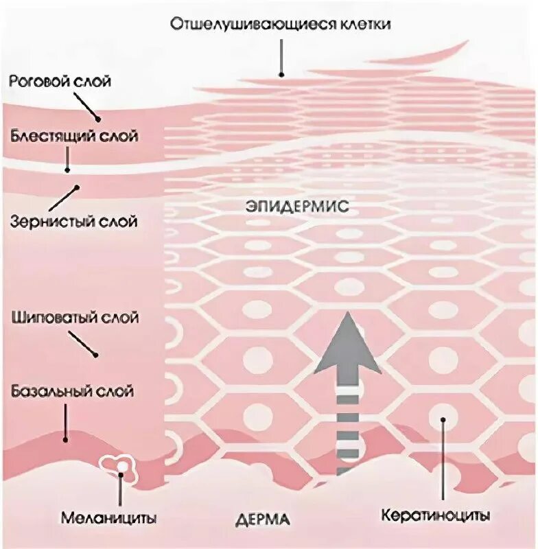 Цикл обновления клеток кожи. Строение кожи лица схема. Кожа постоянно обновляется. Процесс обновления кожи. Эпидерма дерма гиподерма.