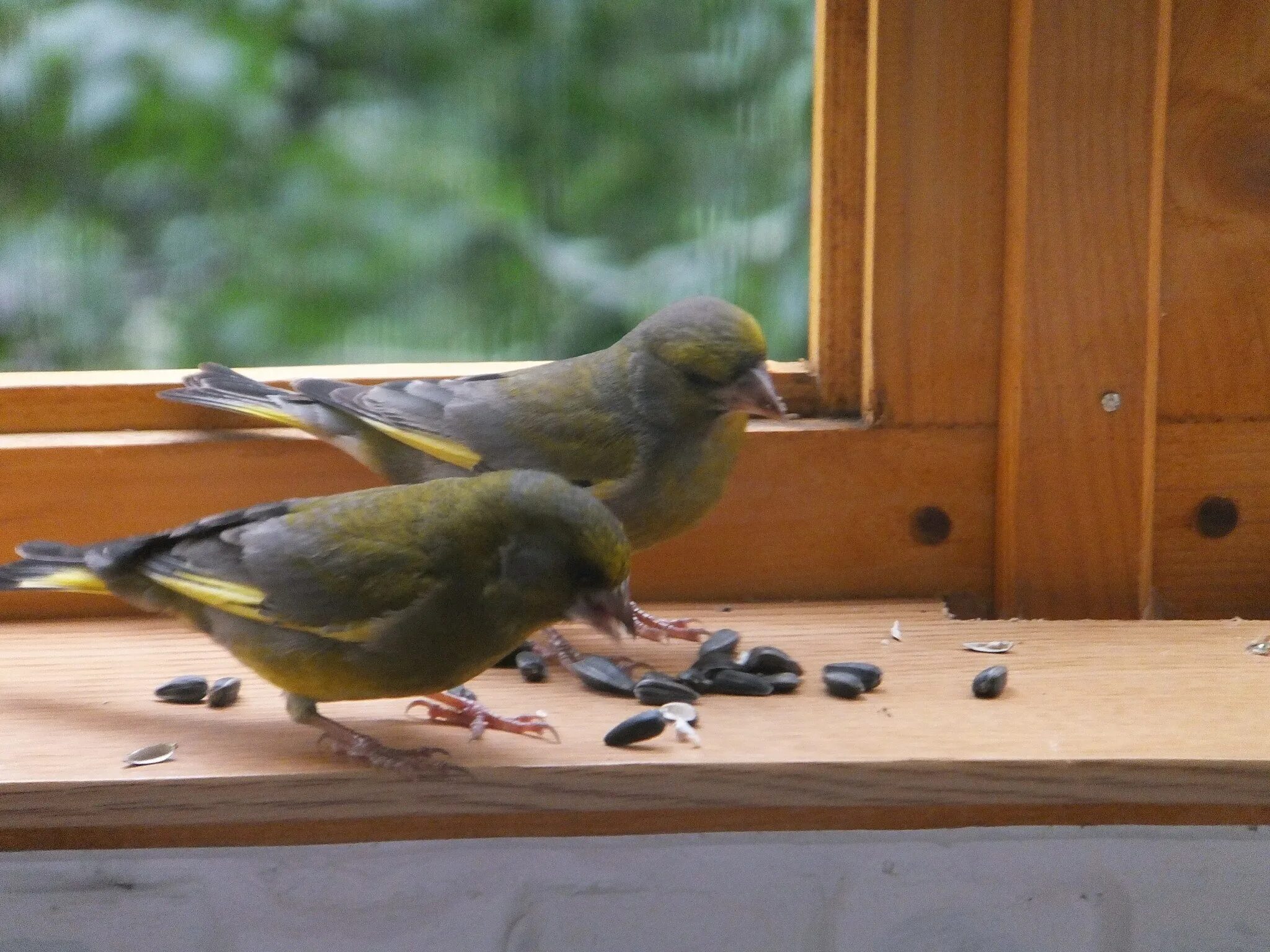 Приснилась птица. Птицы для квартиры. Bird hiding. Домашняя птица в квартире. Птичка села на руку.