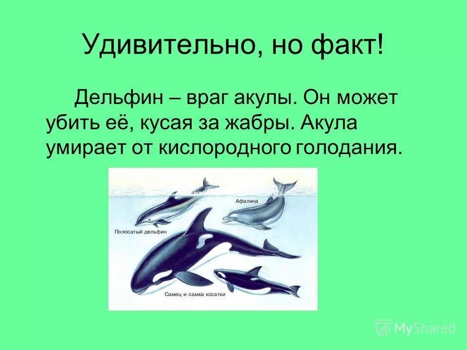 Как акула защищается от врагов. Интересные факты о дельфинах 2 класс. интересные факты о дельфине. дельфины описание для детей. как дельфин защищается от врагов.