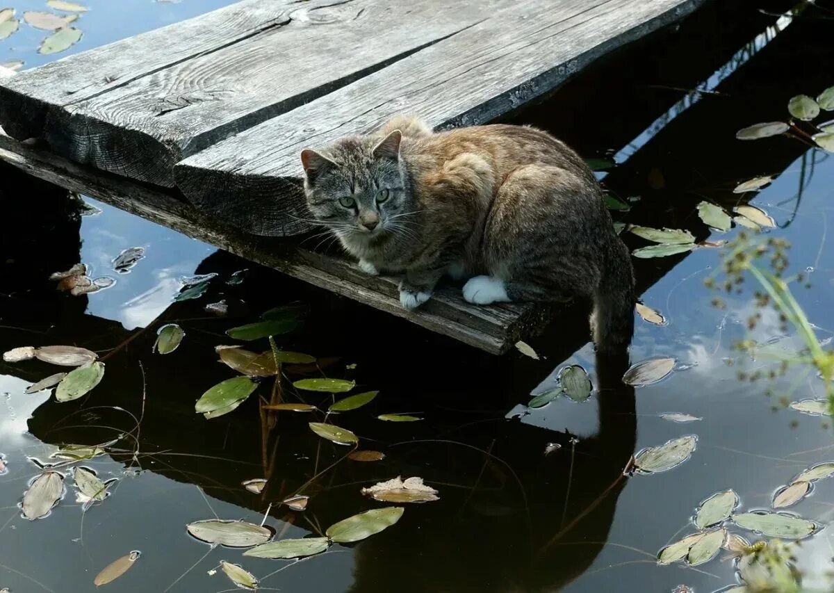Жадно ловлю. Кот ловит рыбу. Кошачий пруд. Кот у пруда. Кот в воде.