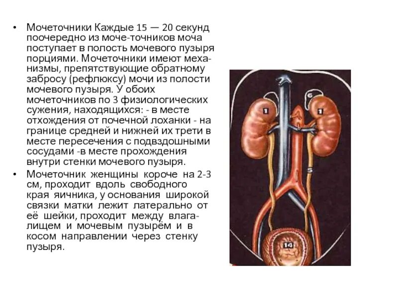 Мочеточники человека. Строение мочеточника. Мочеточник анатомия. Строение мочеточника у женщин.