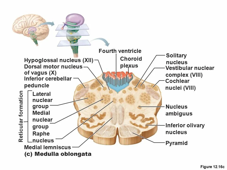 Solitary перевод. Нуклеус Амбигуус. Нуклеус трохлеарис. Nucleus ambiguus of the Medulla. Dorsal Motor Nucleus of Vagus.