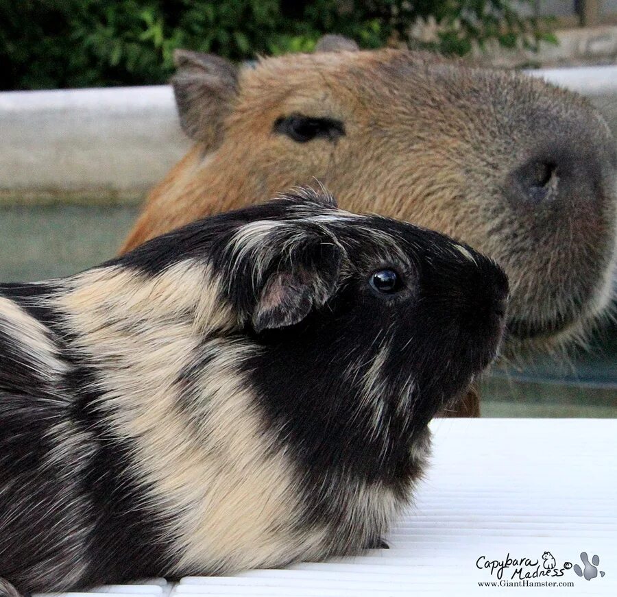 Свинка капибара. Картина капибара и морская свинка. Капибары в ростовском зоопарке. Свинка капибара. Капибара и морская свинка.