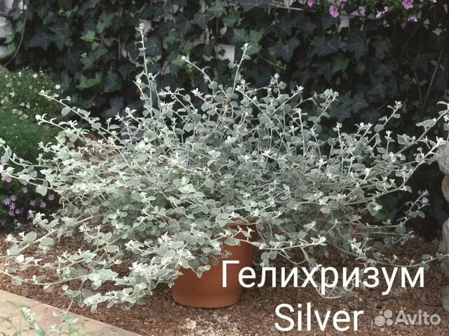 Разные - купить с доставкой или почтой России