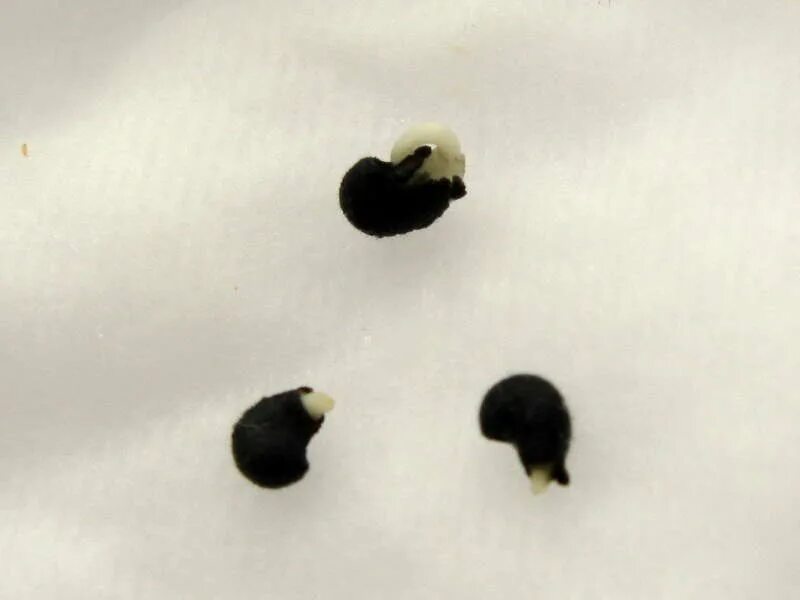 Скарификация семян химическая. Что такое скарификация семян. Термическая скарификация семян. Стратификация и скарификация. Что такое скарификация семян.