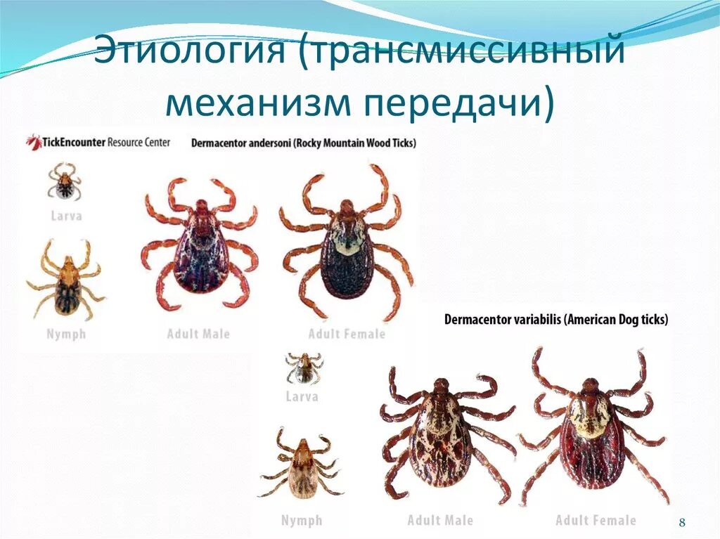 Возбудитель передается через укусы насекомых. Трансмиссивный механизм передачи инфекции. Трансмиссивный путь передачи пути передачи. Трансмиссивный путь передачи болезни. Переносчики трансмиссивных заболеваний.