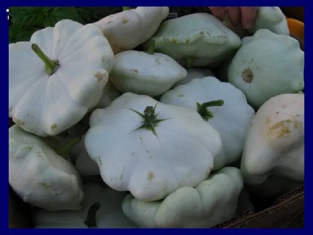 Купить семена патиссонов. Патиссон Кукурбита. Cucurbita Pepo семена. Патисон или патиссон. Патиссон Белоснежка.