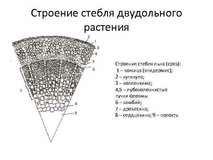 Анатомическое строение стебля травянистых растений