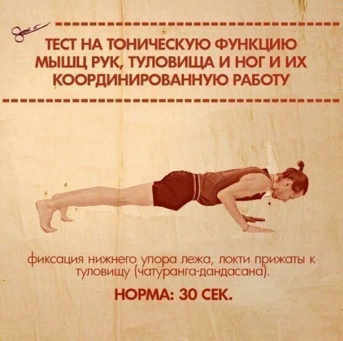 Тело советского человека. Упражнения для паравертебральных мышц. Выносливость мышц тест. Тестирование силы мышц. Упражнения на спину.