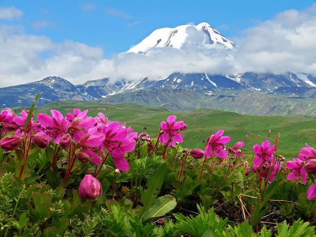 Растительность камчатки. Флора полуострова камчатка. Рододендрон камчатский. Растительность петропавловск камчатский. Вулканы камчатки вилючинский цветы.