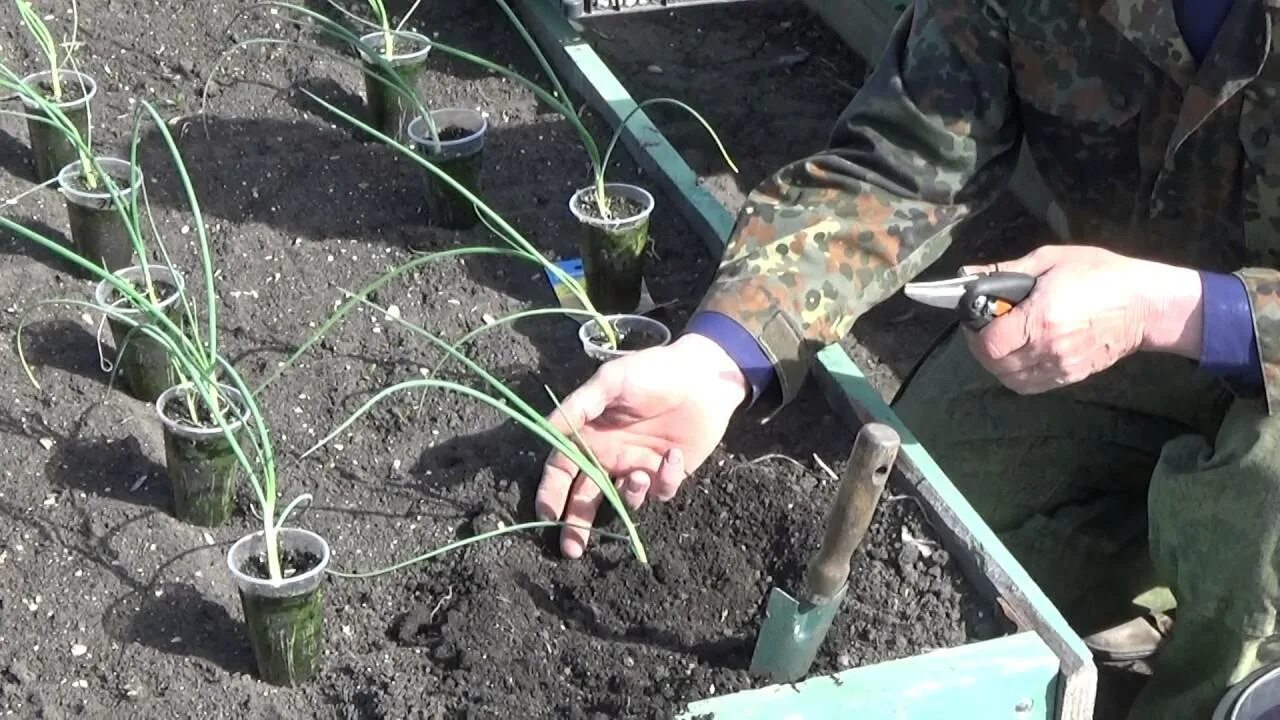 Лук Эксибишен рассада. Лук Эксибишен посадка на рассаду. Эксибишен (Эксибишн) лук.