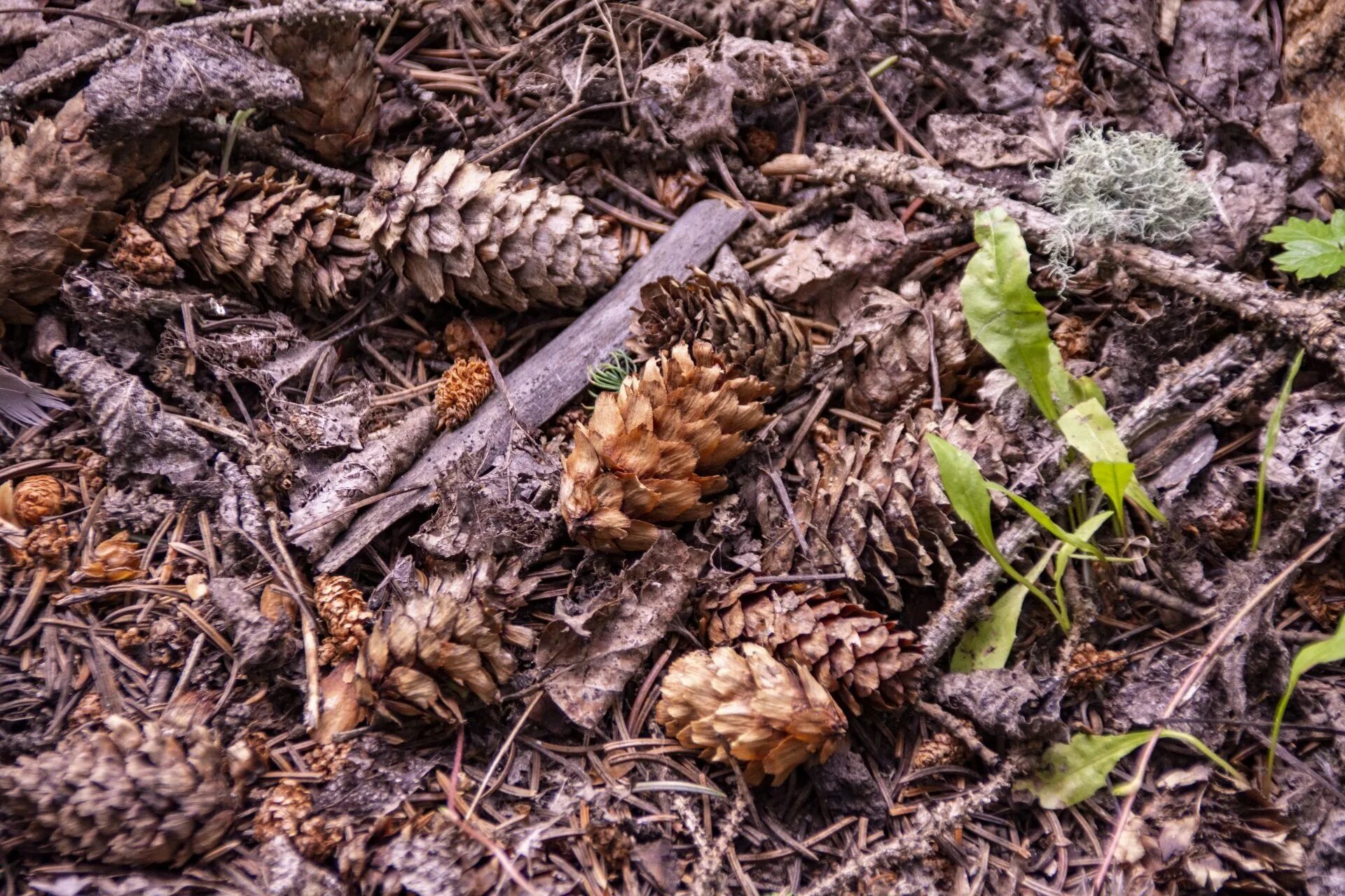 хвойный опад.