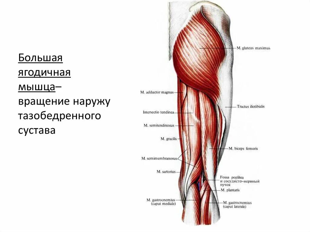Мышцы разгибающие бедро. Двуглавая мышцы бедра анатомия человека. анатомия мышц задней поверхности бедра человека. задняя поверхность бедра мышцы послойно. мышцы тазобедренного сустава анатомия.