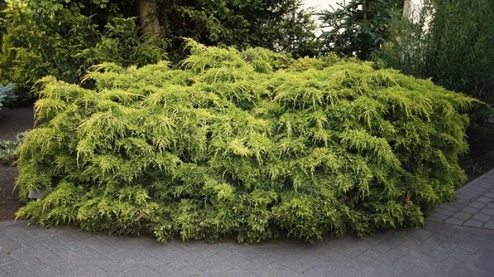 Juniperus media