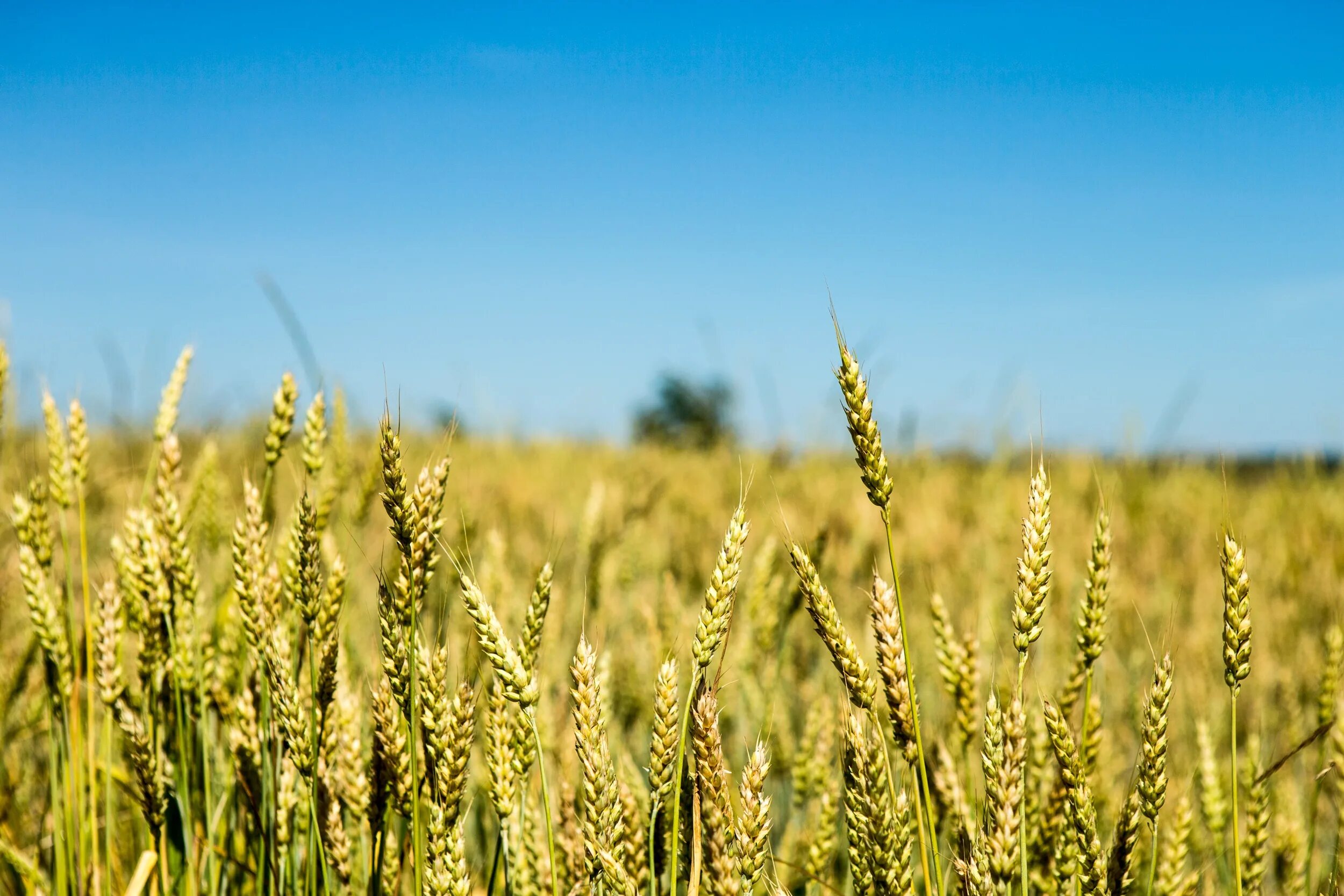 Красивое поле. Трава на рассвете. Рожь колосится. Пшеница растение. Поле пшеницы.