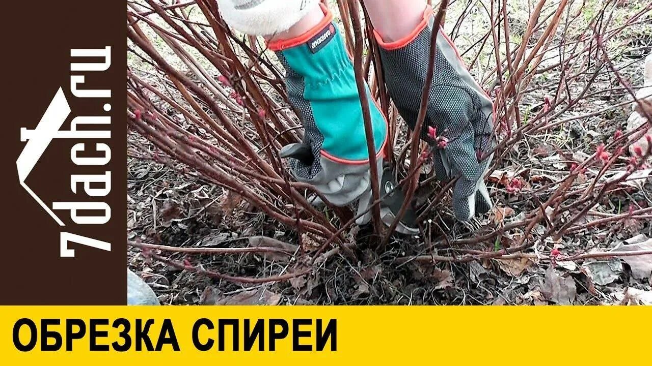 Обрезка спиреи весной после зимы. Обрезка спиреи ниппонской весной. Спирея Грефшейм обрезка весной. Спирея Грефшейм обрезка. Спирея обрезать весной.