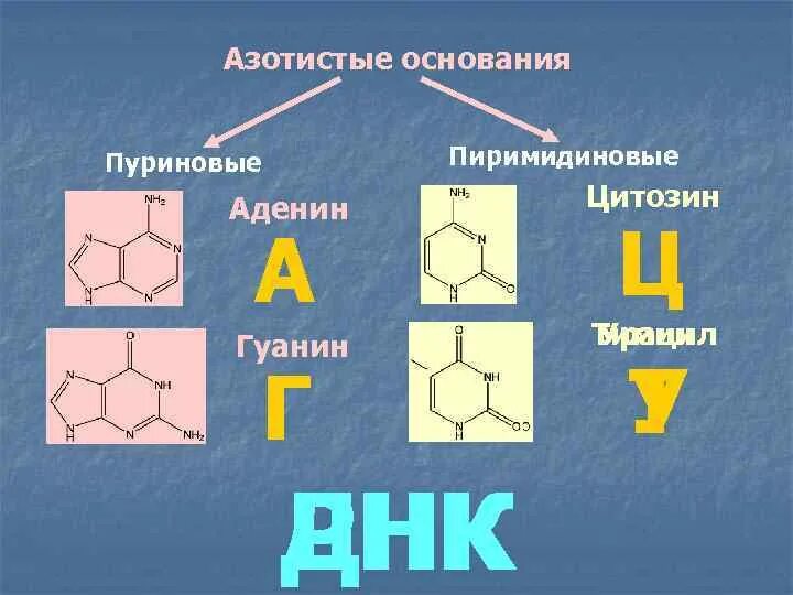 Азотистое основание аденин гуанин цитозин. Пуриновые азотистые основания. Азотистое основание ДНК И РНК аденин. Азотистые основания пуриновые и пиримидиновые.