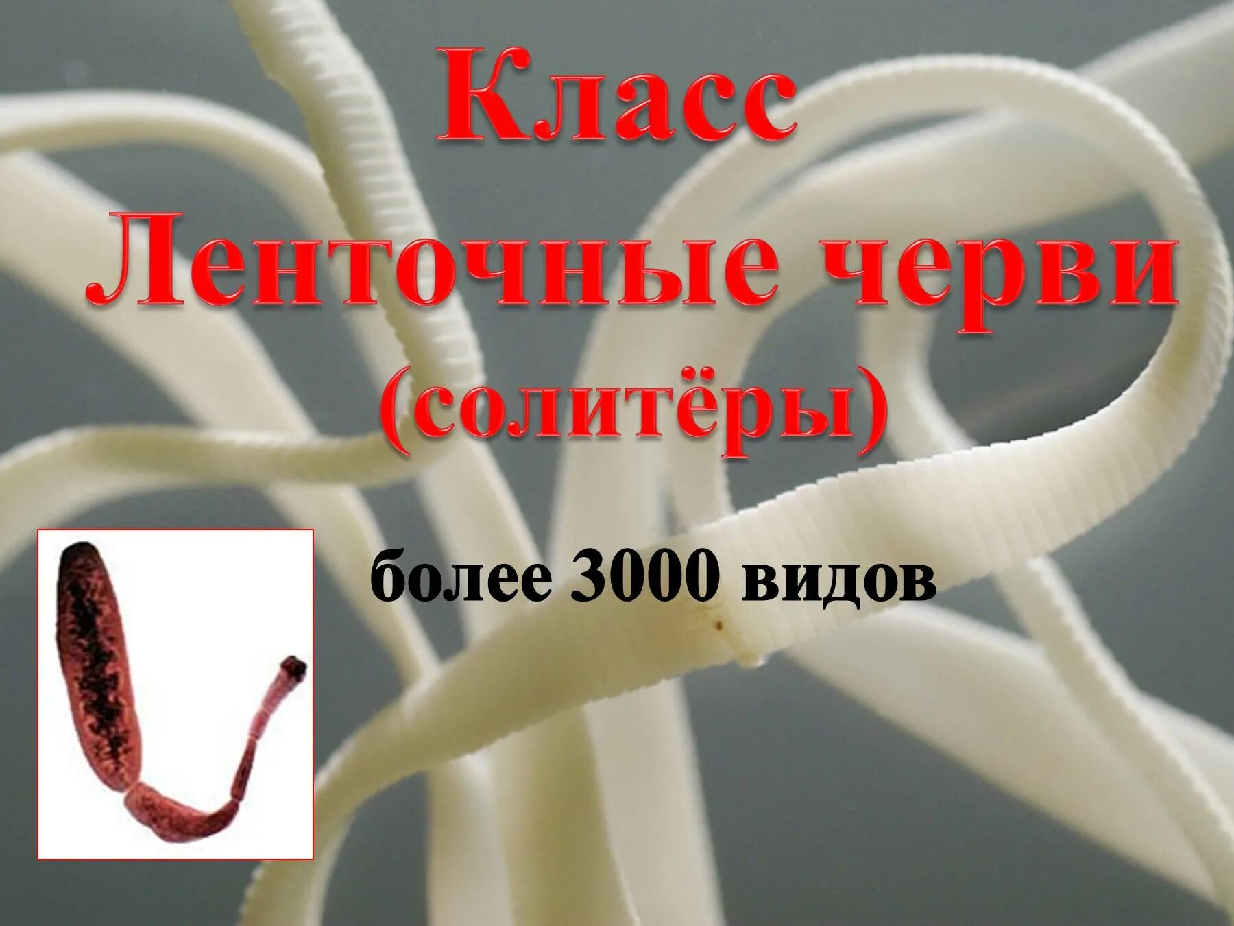 Ленточные и плоские черви. Ленточные черви солитеры. Солитер глист Солитер ленточный. Класс ленточные черви 3000 видов.