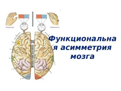 Левая асимметрия