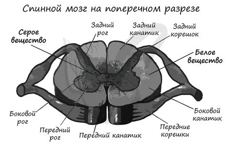 Поперечный срез спинного мозга