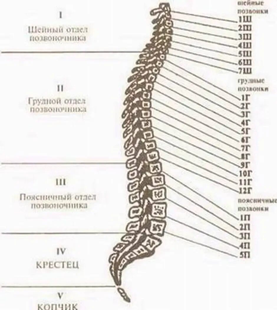 Позвоночник по отделам с номерами. Строение позвоночника человека схема. Позвоночный столб анатомия схема. Строение позвоночника человека схема с обозначениями. Схема позвоночника с нумерацией позвонков человека.