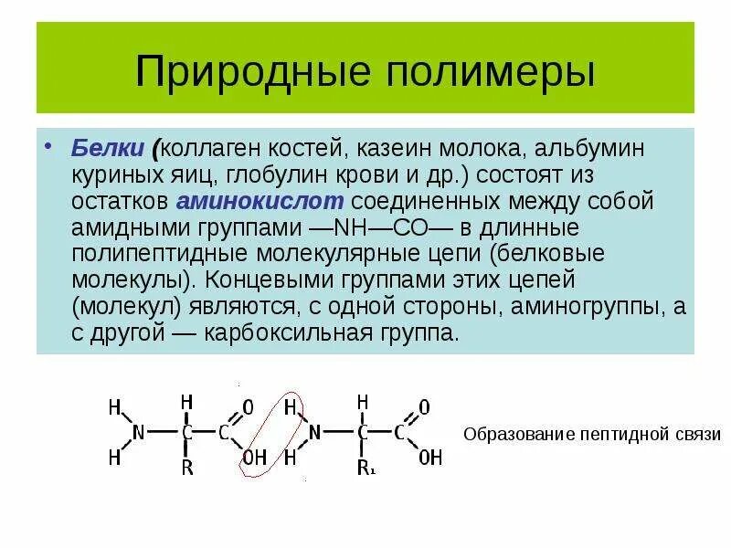 Белки природные полимеры. Белки природные полимеры презентация. Природные полимеры. Альбумин это полимер.