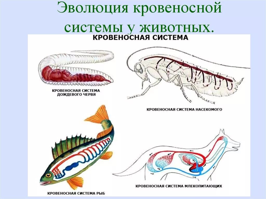 Эволюции кровеносных