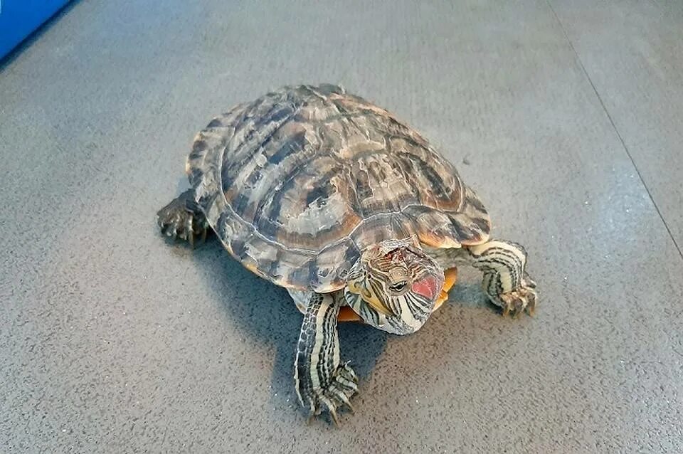 Панцирь черепахи. Пропала черепаха. Год черепахи. Черепаха в лесу. Нашли черепаху спустя 30 лет.