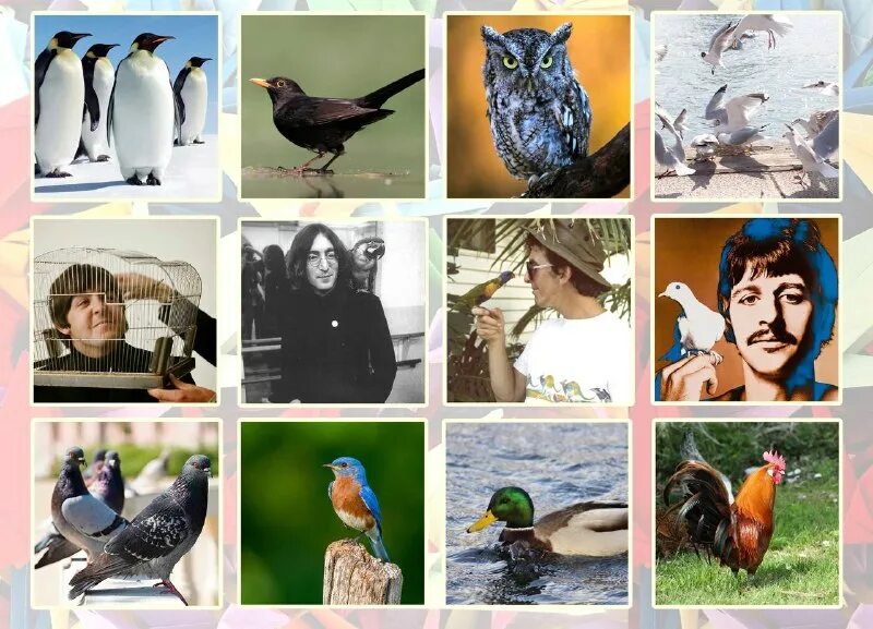 о каких птицах упоминает автор