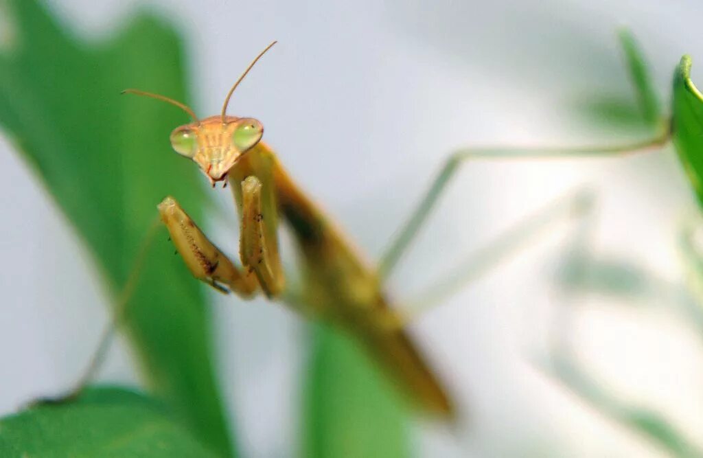 Mantis religiosa богомол. В какой таксон объединяются эти животные богомол. Каннибализм у насекомых. Богомол чертополоховый. Конечности богомола.