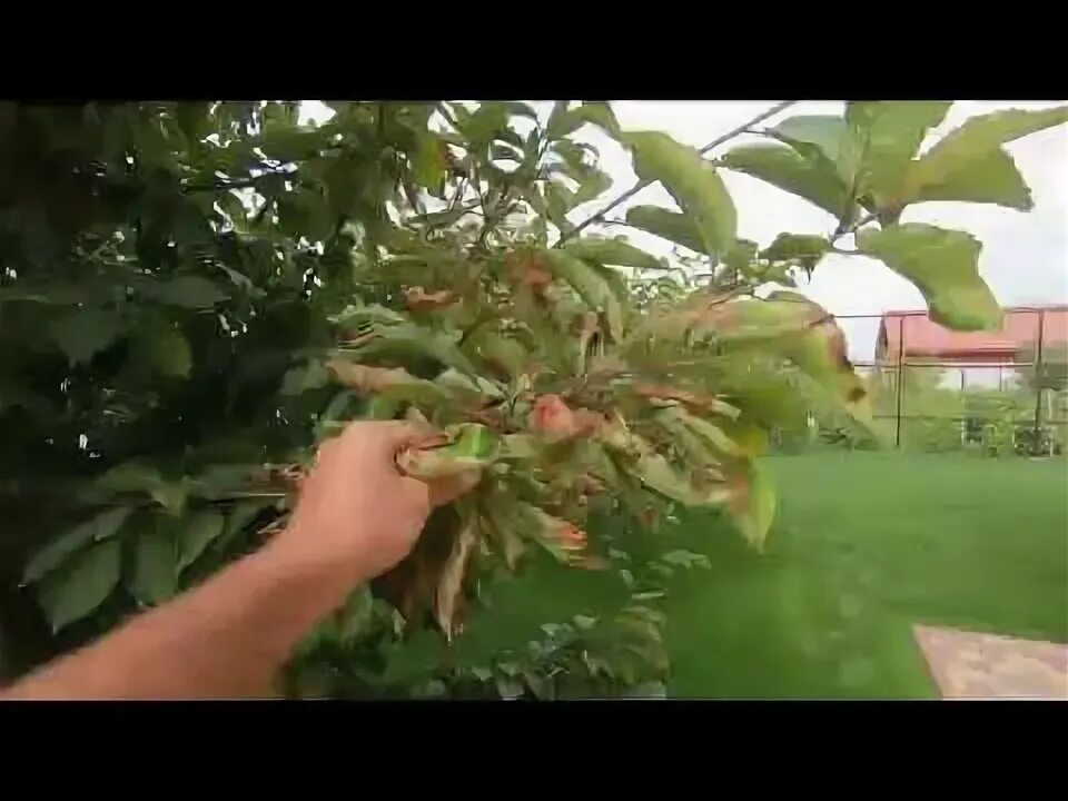 Как спасти черешню от засыхания