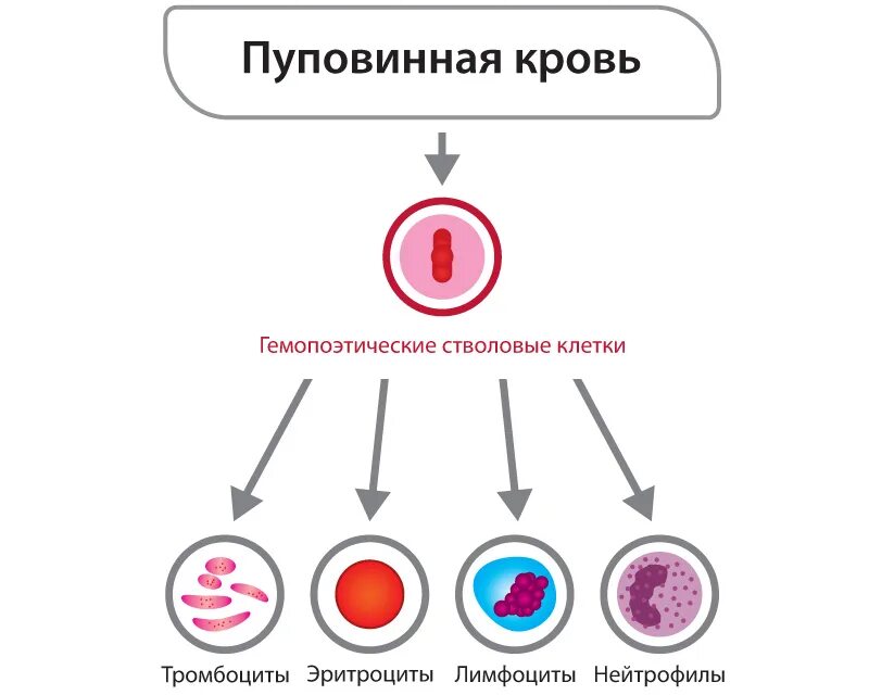 Стволовые клетки пуповинной крови. Стволовые клетки пуповины. Схема пуповинная кровь стволовые клетки. Схема получения стволовых клеток из пуповинной крови. Стволовая клетка крови