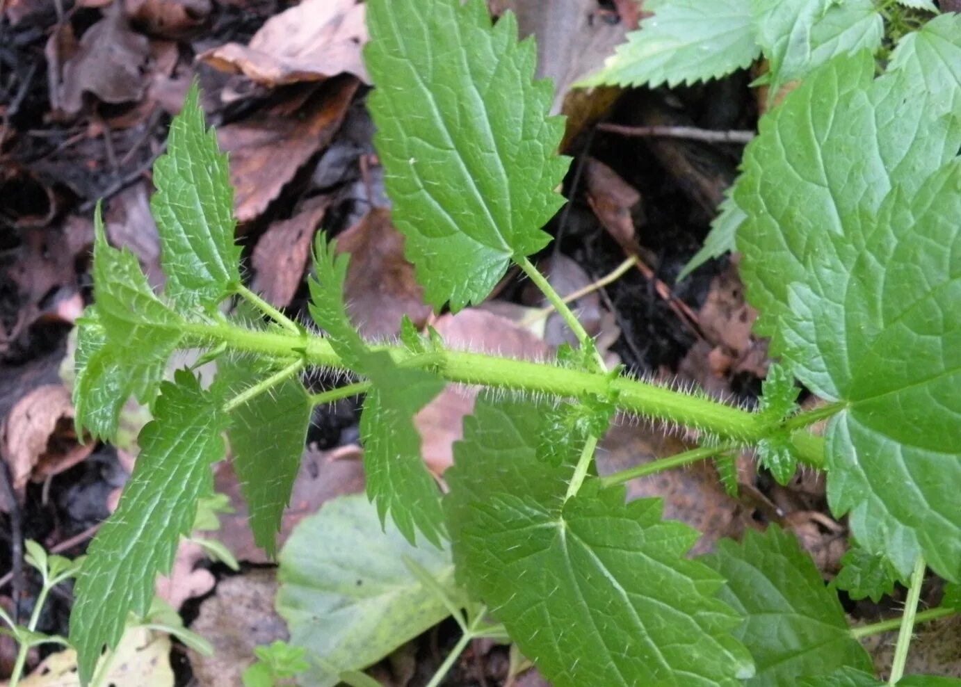 Крапива Онгаонга. Крапива Киевская. Колючки крапивы. Urtica pilulifera.