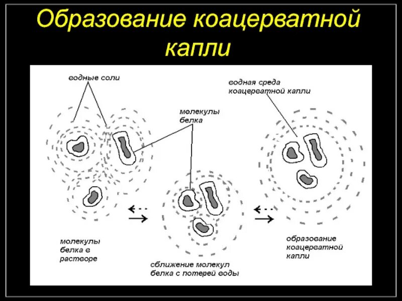 Схема образования коацерватной капли. Коацерватная гипотеза. А.И. Опарин – «коацерватные капли». Бульонно коацерватная теория. Образование коацерватов в воде