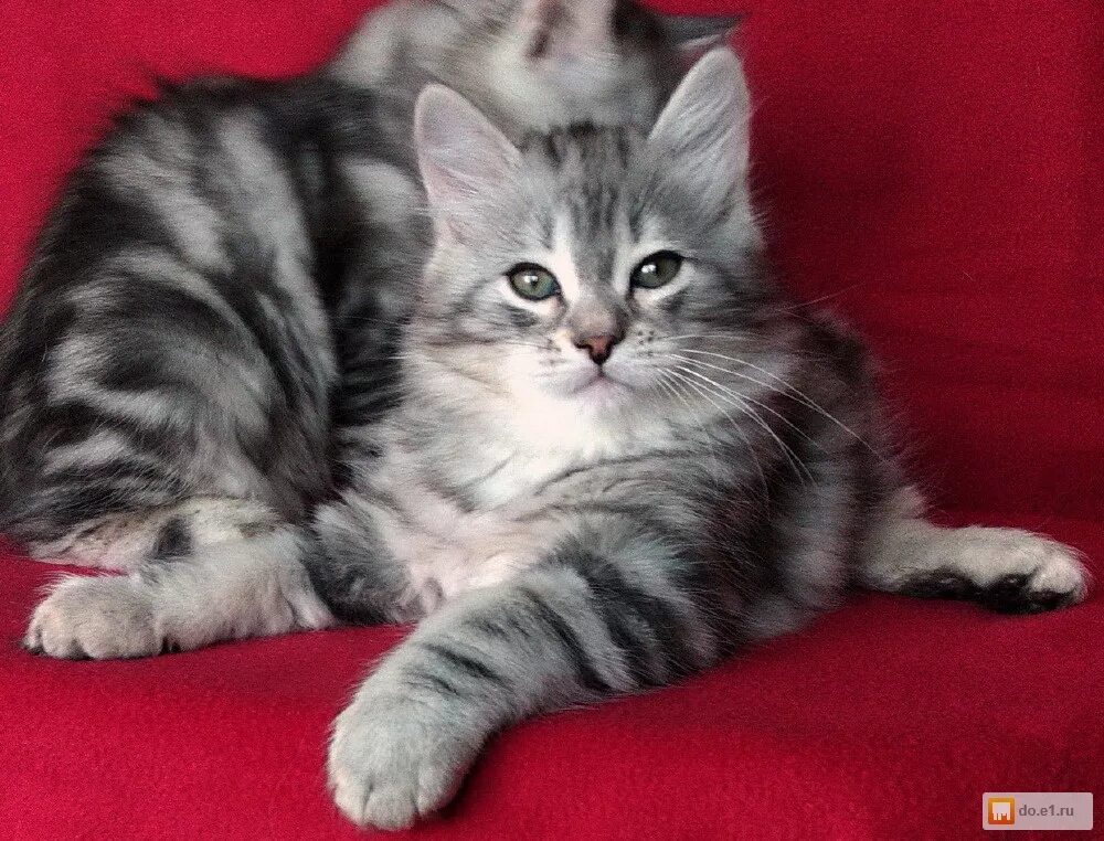Сибирская кошка котята питомник. Сибирские коты екатеринбург. Сибирские коты екатеринбург. Питомники американский керл. Сибирская кошка.