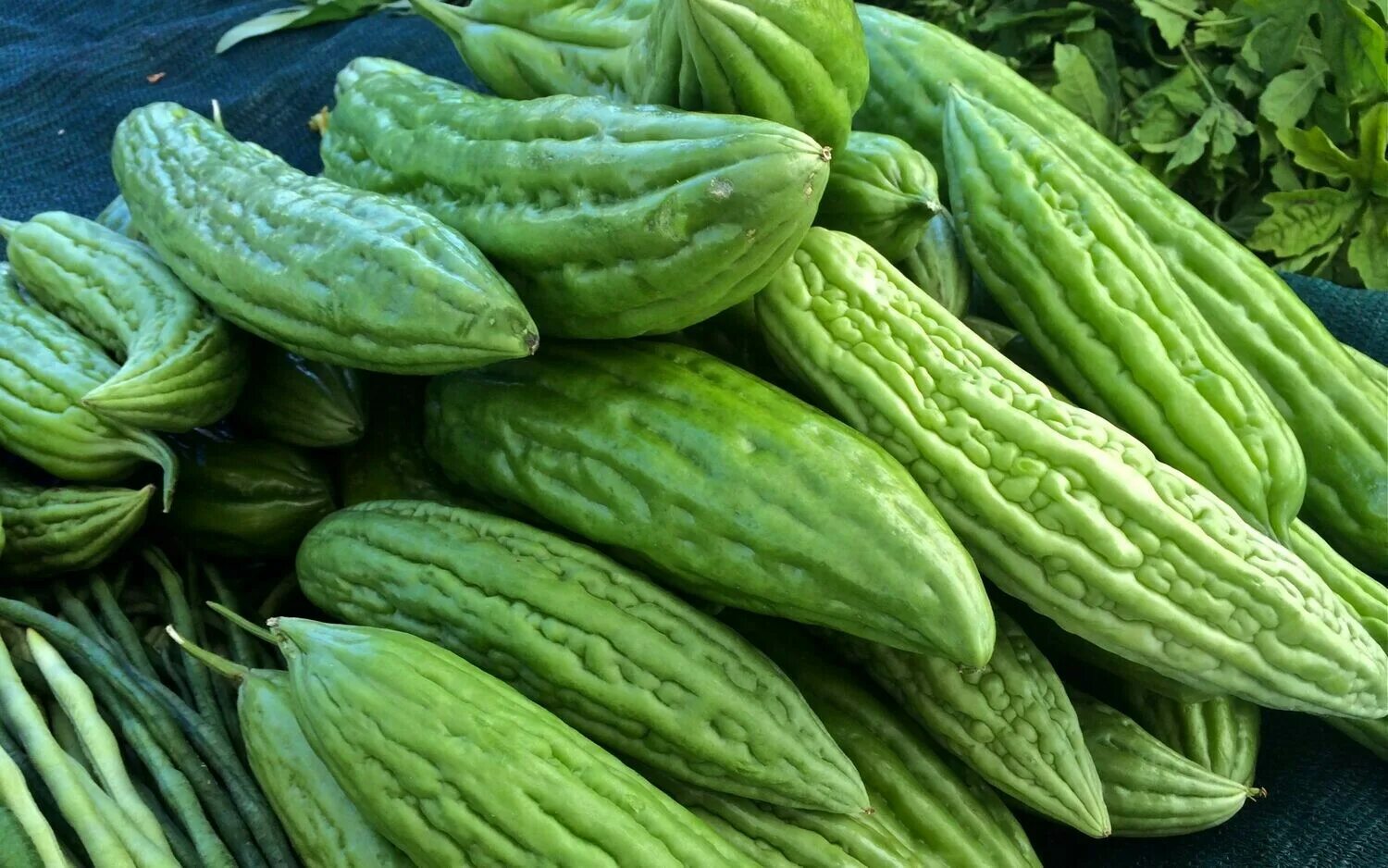 Горькая тыква. Осенние овощи. Горькая тыква момордика. Горькая тыква. Горькая тыква.